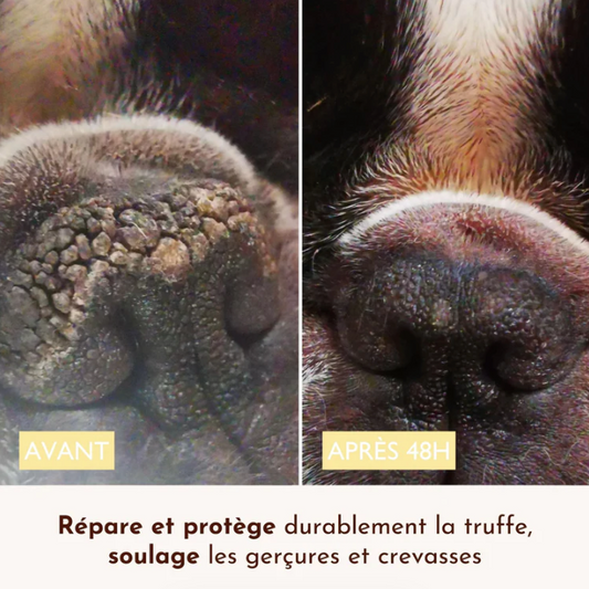 Baume stick pour truffe sèche chien hydratation et réparation