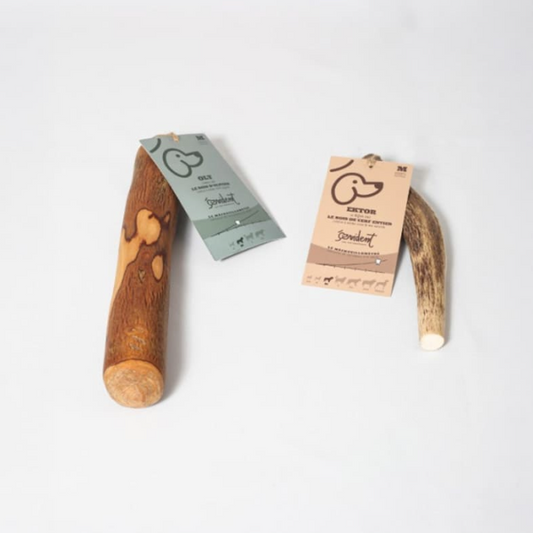 Aucun animal maltraité! Le cerf perd ses bois tous les ans