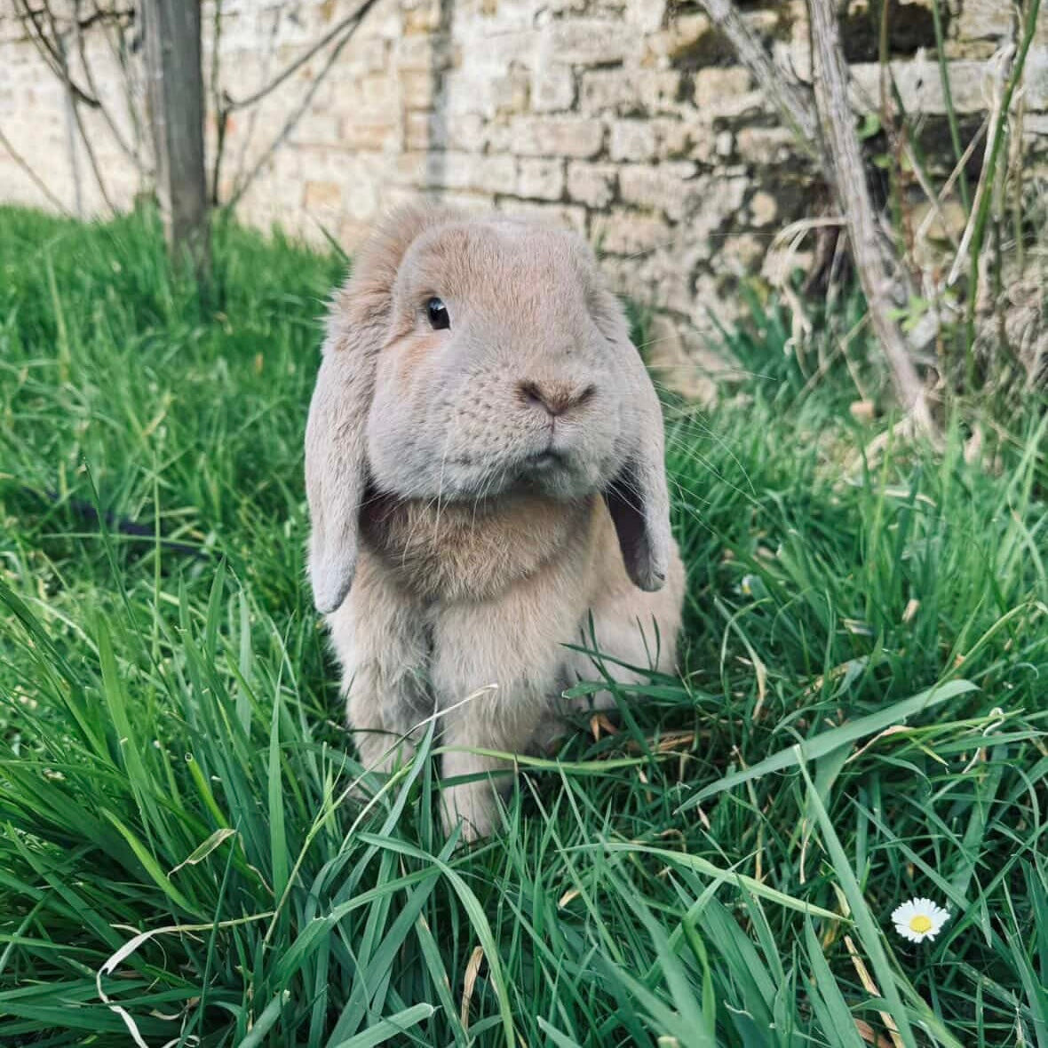 Gustave (80) ADOPTÉ ♥️