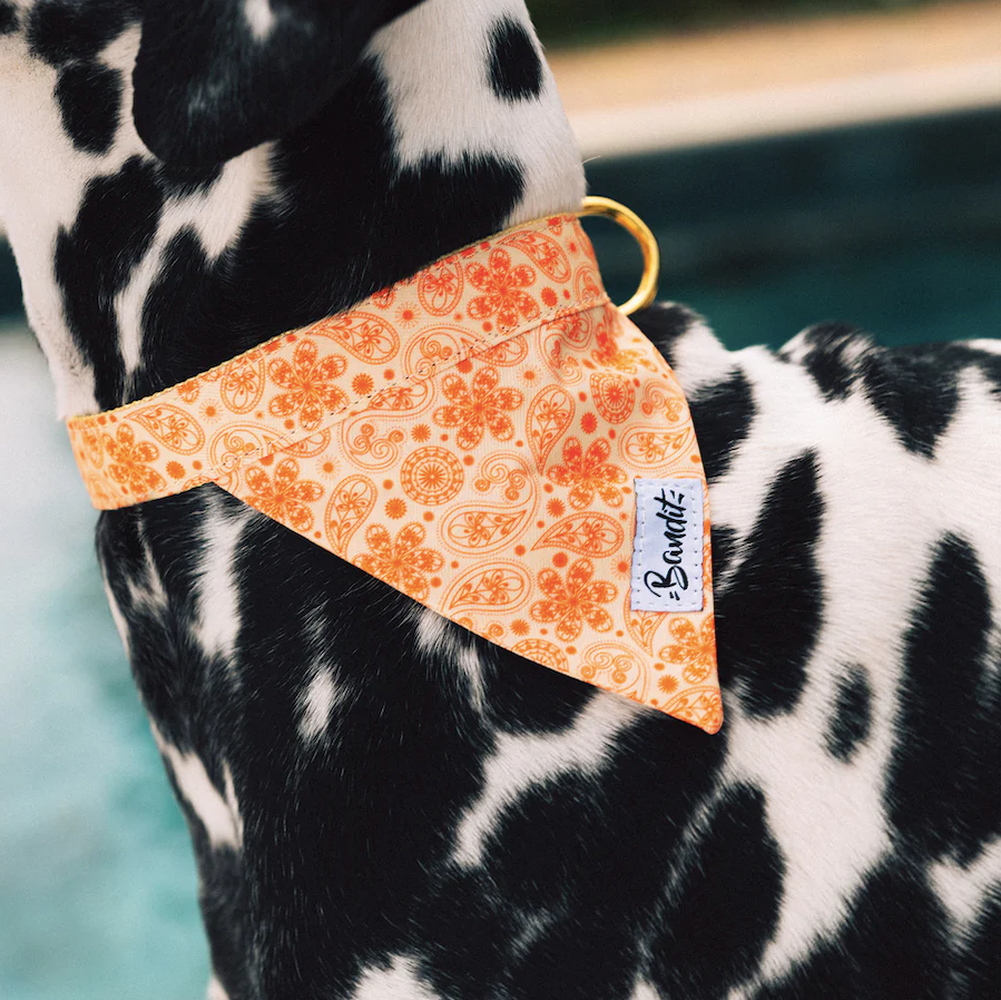 Box Comme Chien et Chat - Chiens et Chats