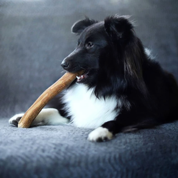 OLY Jouet en bois d'olivier- Chiens