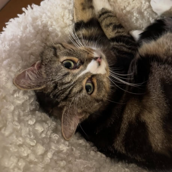 Marly (80) ADOPTÉ ♥️