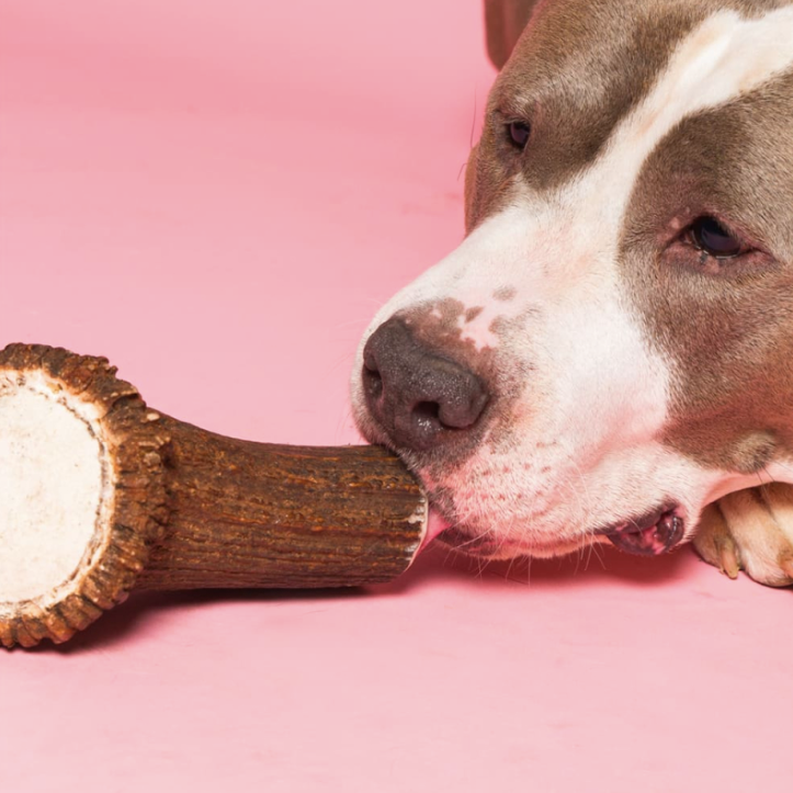 Pack destructeur - Chiens