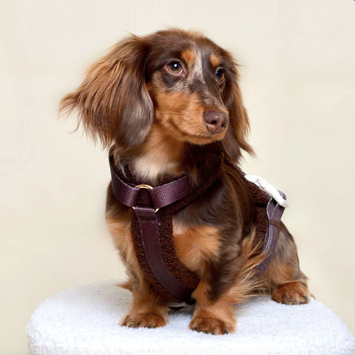 Harnais petit chien moumoute chocolat protection et chaleur