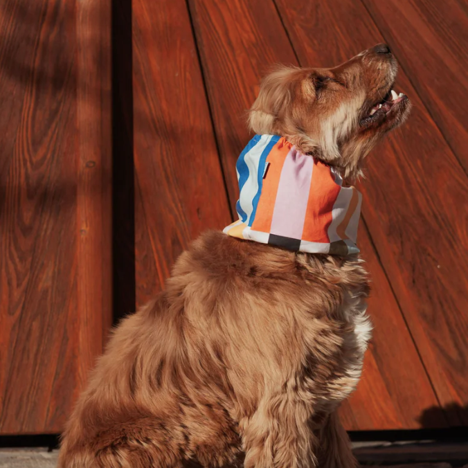 Tour de cou chien motif rayures confortable et ajustable