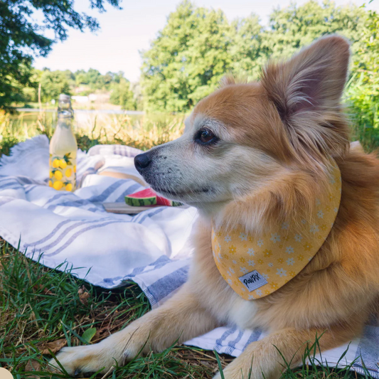 Pour des balades stylés avec votre Poilu