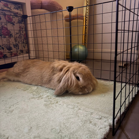 Comment adopter un Lapin sereinement 🐰