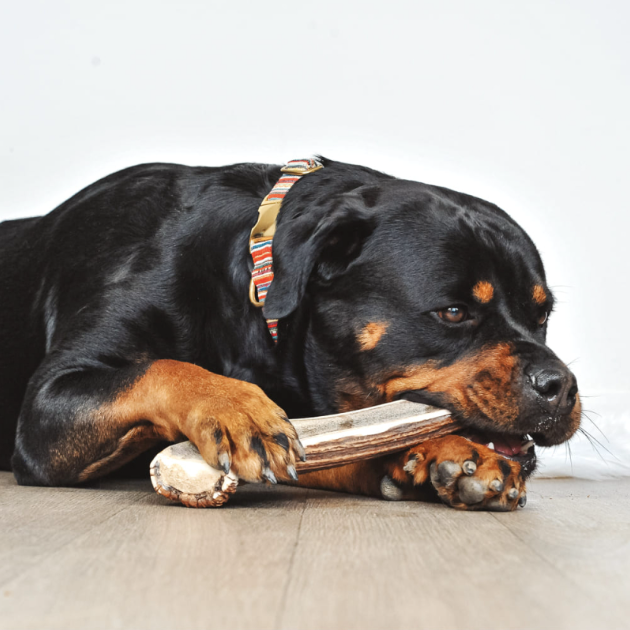 Mastication et petits plaisirs pour chiens 
