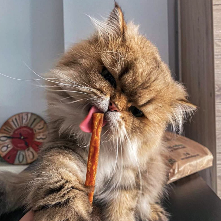 Petits Plaisirs 🐠 -  Miaou