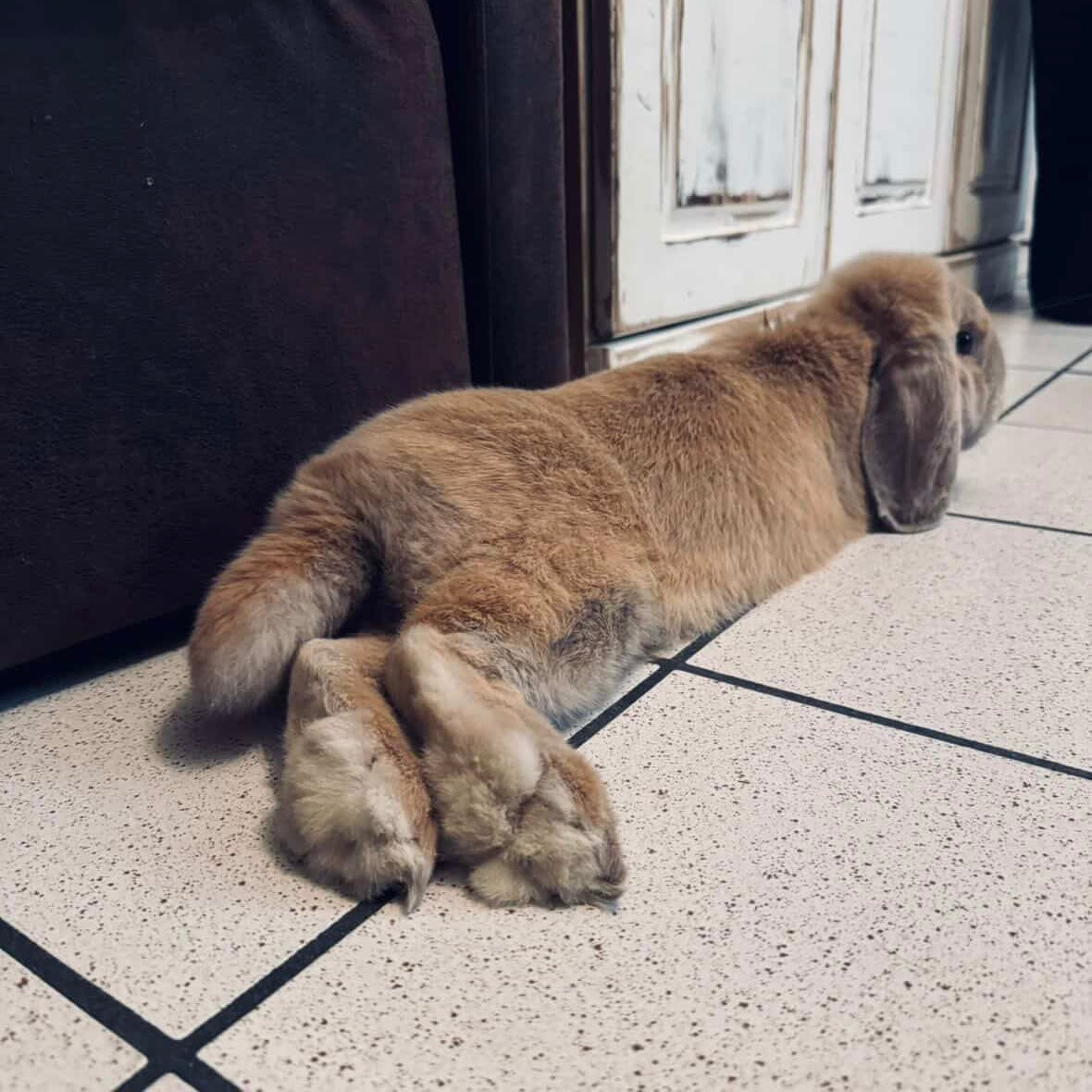 Gustave (80) ADOPTÉ ♥️