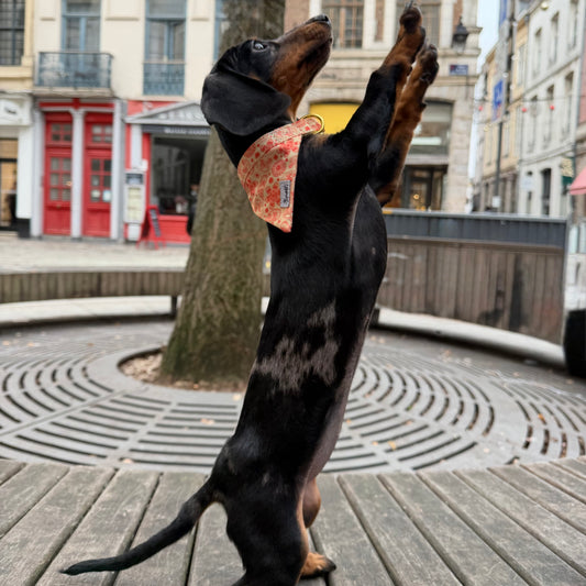 Bandana Chien Golden Vibe - Mode et Confort