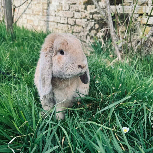 Gustave (80) ADOPTÉ ♥️
