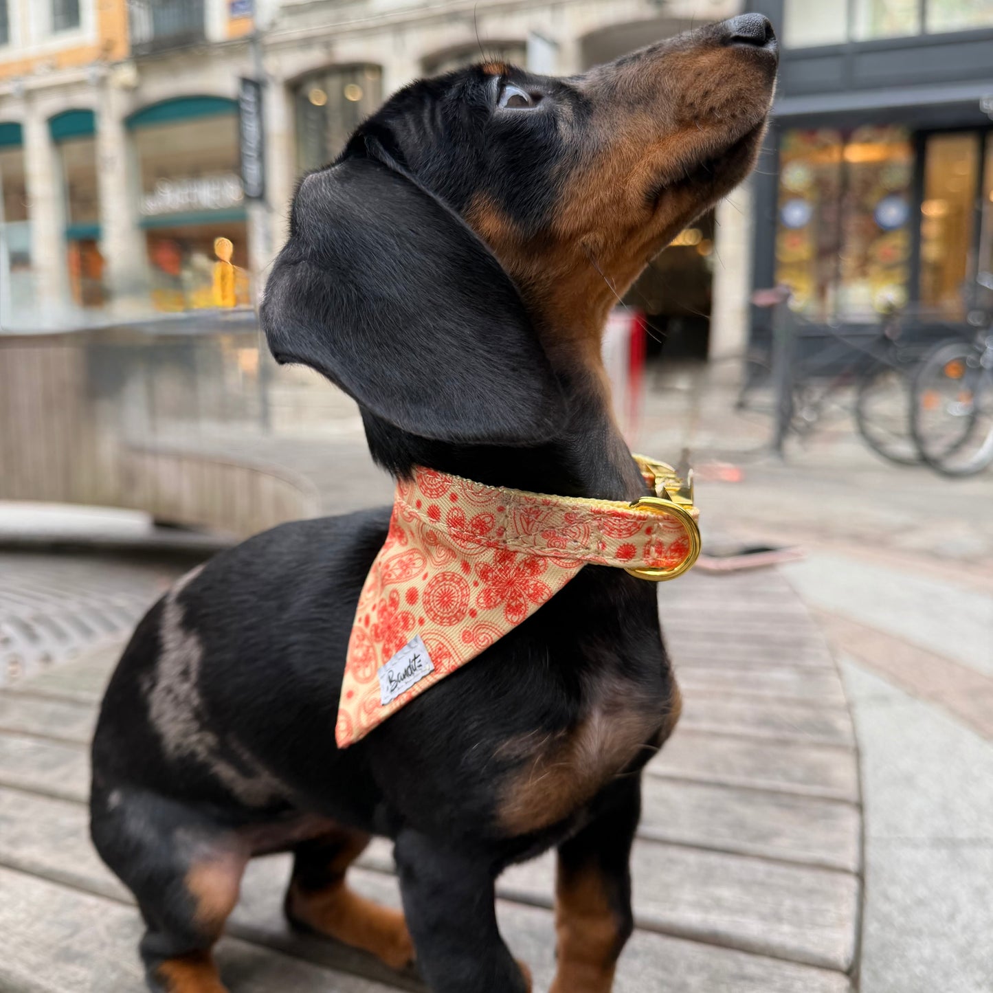 Bandana Chien Golden Vibe - Mode et Confort