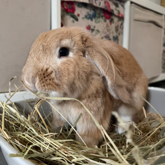 Foin d'Escarmin en circuit court  - Lapins