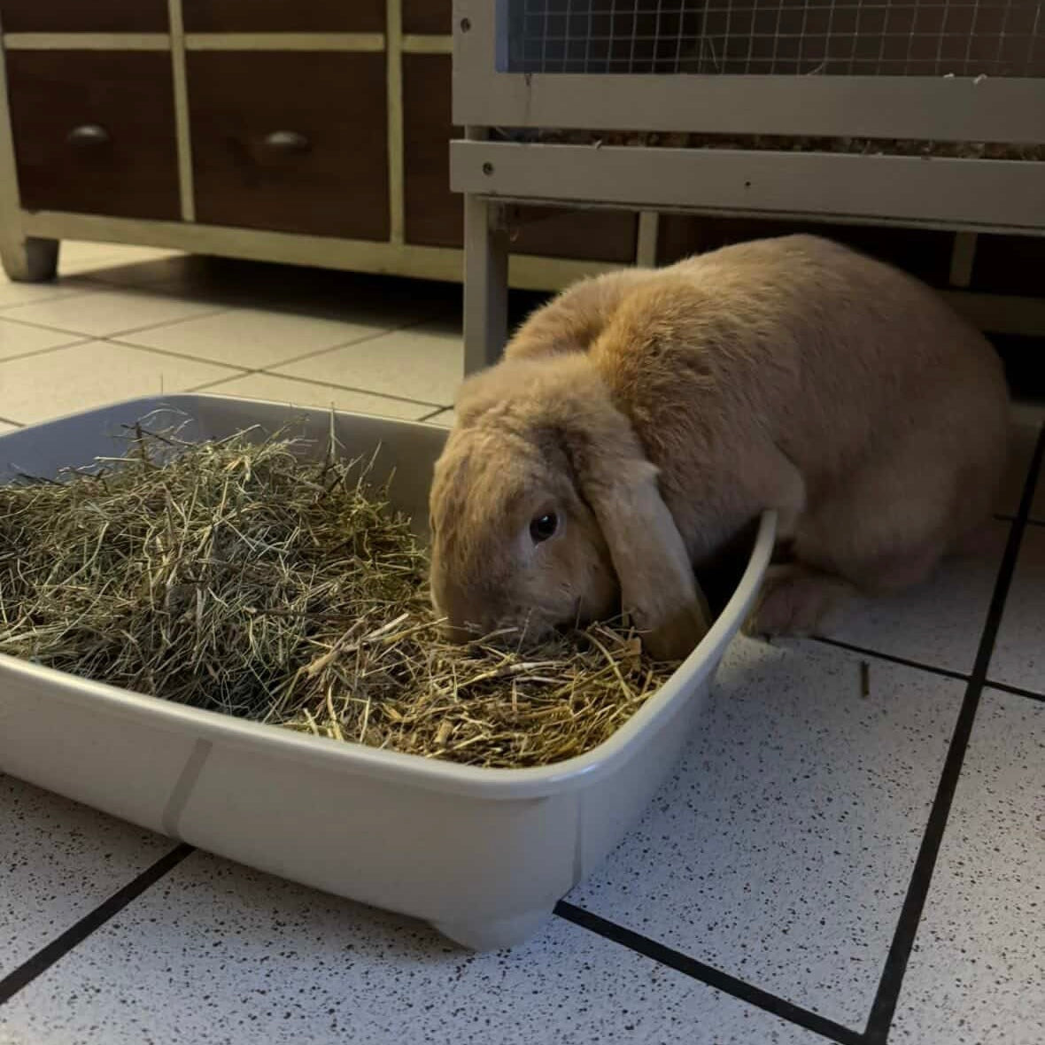 Gustave (80) ADOPTÉ ♥️