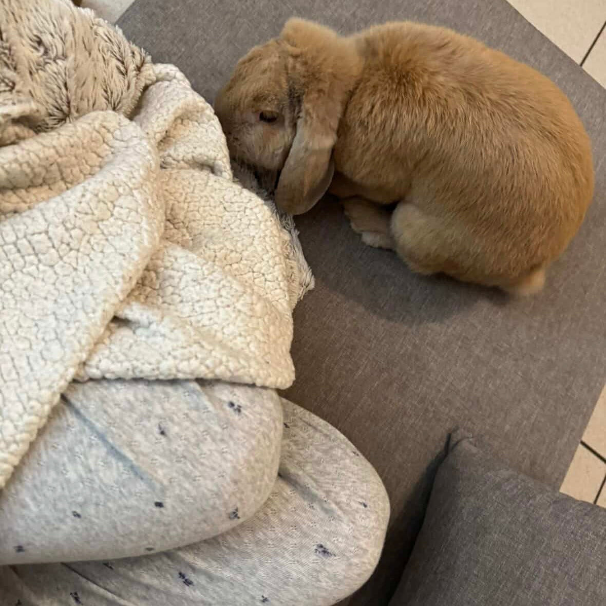 Gustave (80) ADOPTÉ ♥️