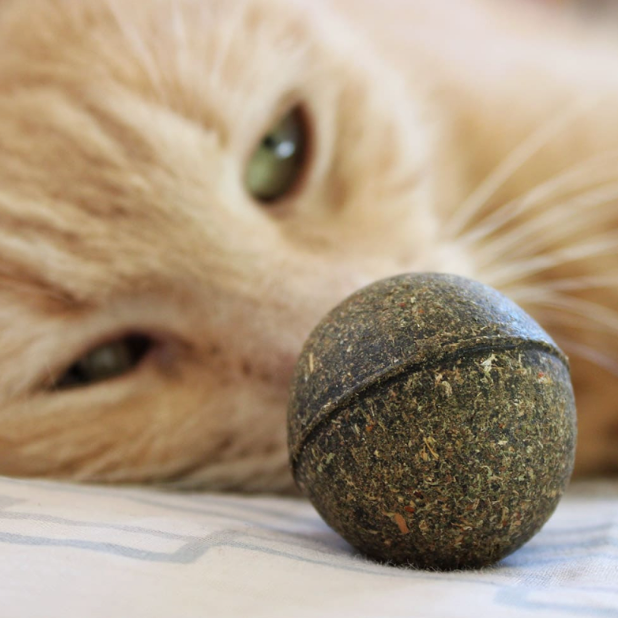 Jouet pour chat comestible 