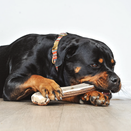 Bois de mastication pour chiens