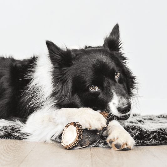 Bois de cerf, mastication pour chiens 