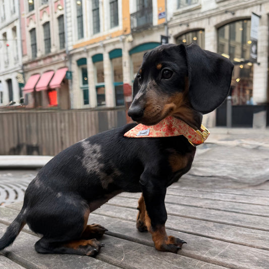 Bandana Chien Golden Vibe - Mode et Confort