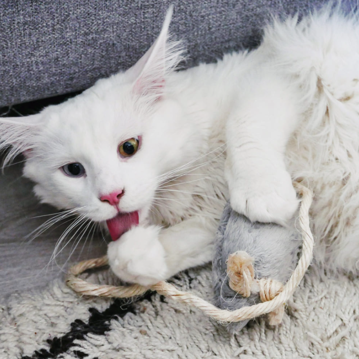Pack chat - Chat