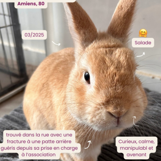 Salade (80)