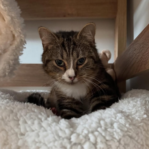 Marly (80) ADOPTÉ  ♥️