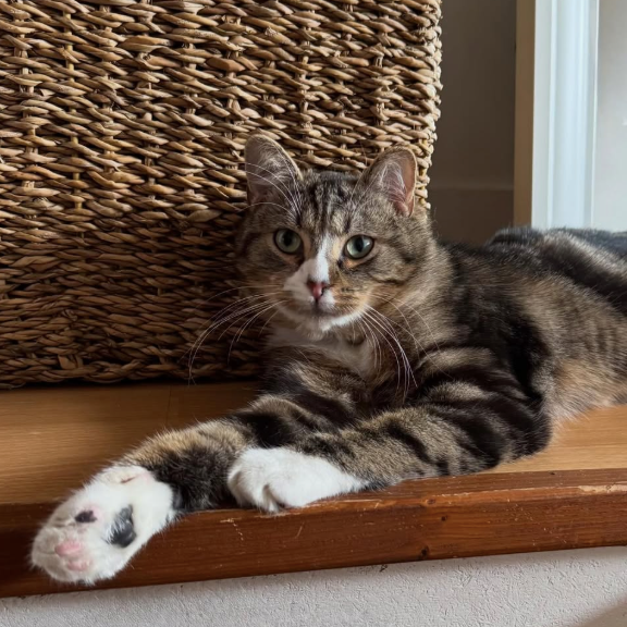 Marly (80) ADOPTÉ  ♥️