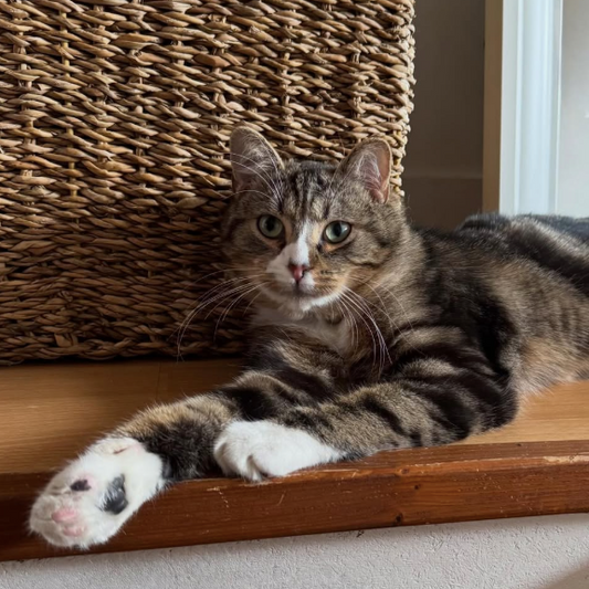 Marly (80) ADOPTÉ  ♥️