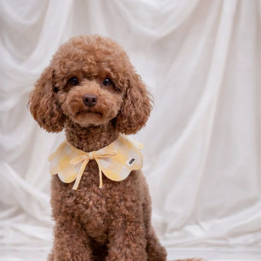 Bandana motif Vichy Jaune + Chouchou - Chiens et Dogmom