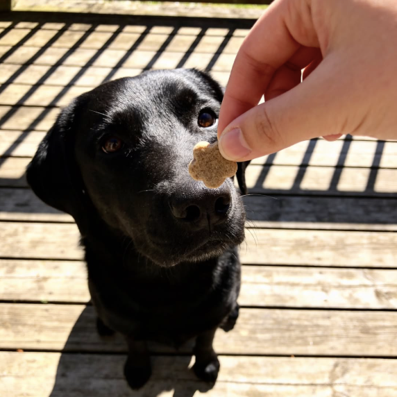 Biscuits - Poulet