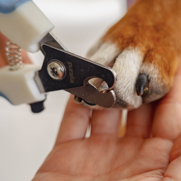 Coupe-griffes - Chien Chat