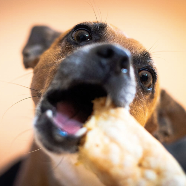Chien qui déguste un pops de fromage