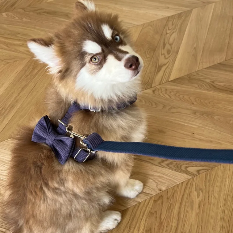Phot chiens avec harnais laisse et noeud papillon velours côtelé couleur lavande 