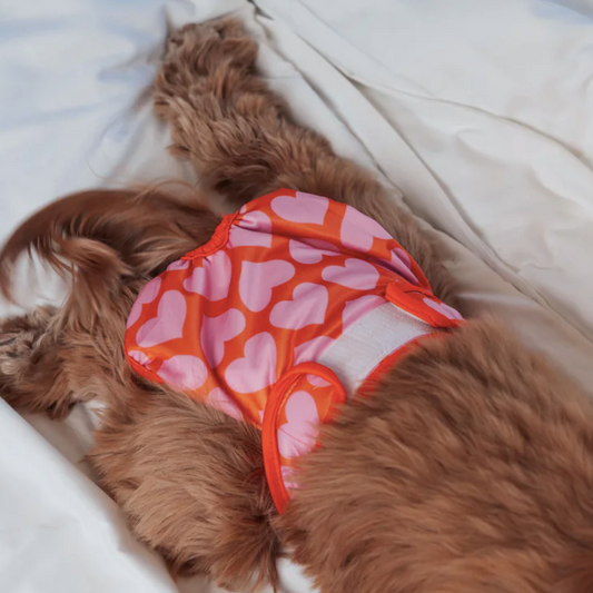 Culotte menstruelle chienne motif coeurs lavable et confortable
