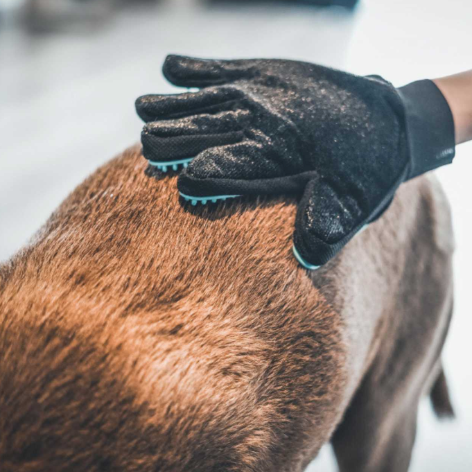 Détail des picots en silicone du gant de toilettage pour animaux
