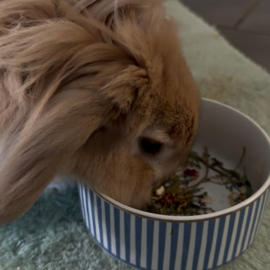 Friandises naturelles lapins