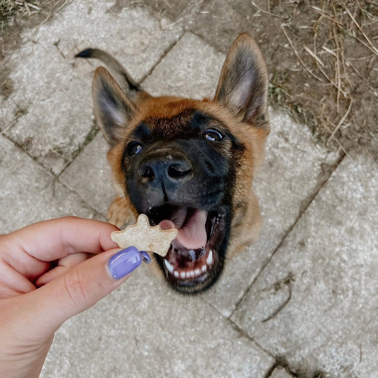 Biscuits - Noix de Coco