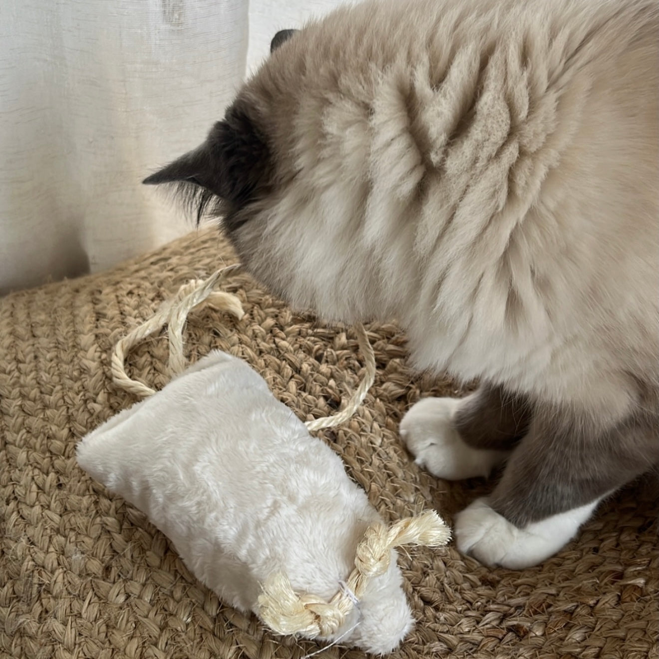 SCARLETT La souris à la Valériane - Chat