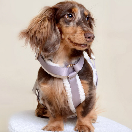 Harnais petit chien moumoute beige chaud et enveloppant