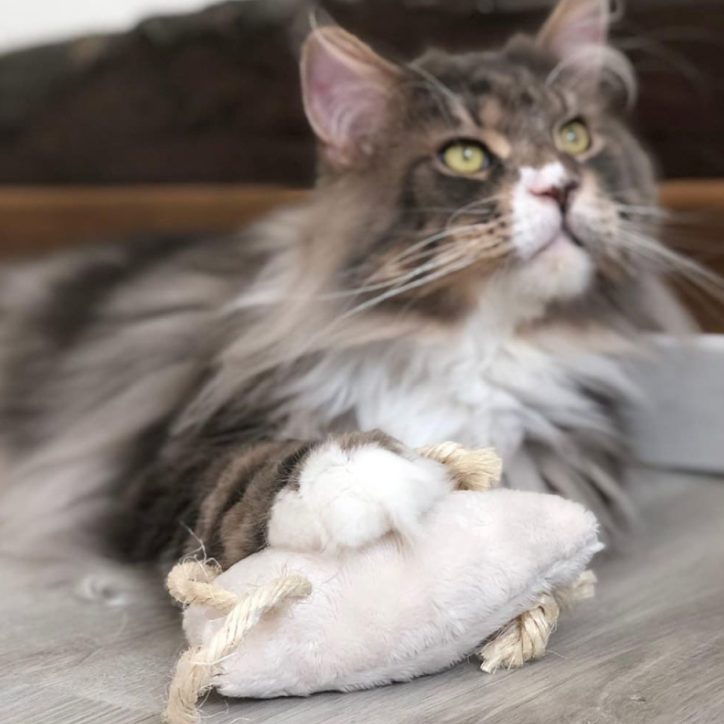 Jouet aux herbes à chat 