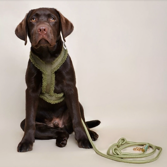 Laisse chien multi-positions olive polyvalente et pratique