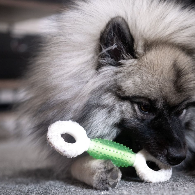Os à mâcher chien anti-plaque et anti-tartre naturel
