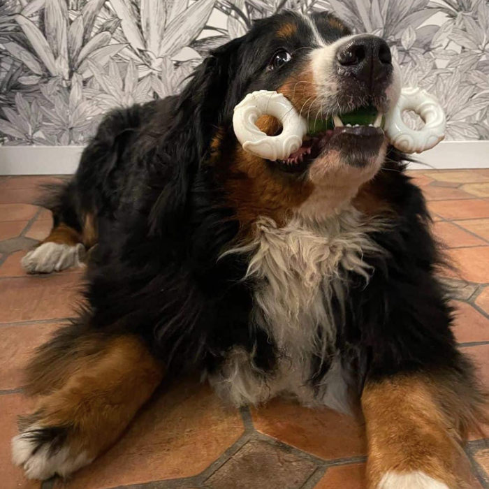 Os dentaire chien taille M pour grands chiens
