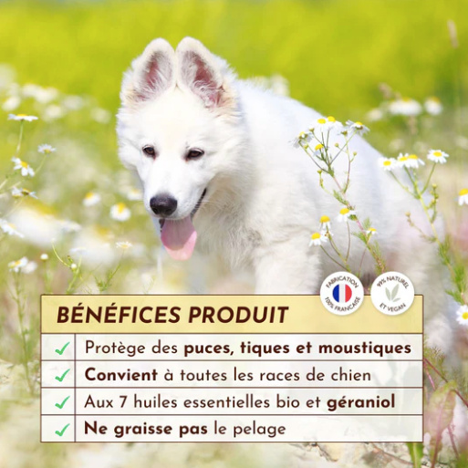 Antiparasitaire chiens 
