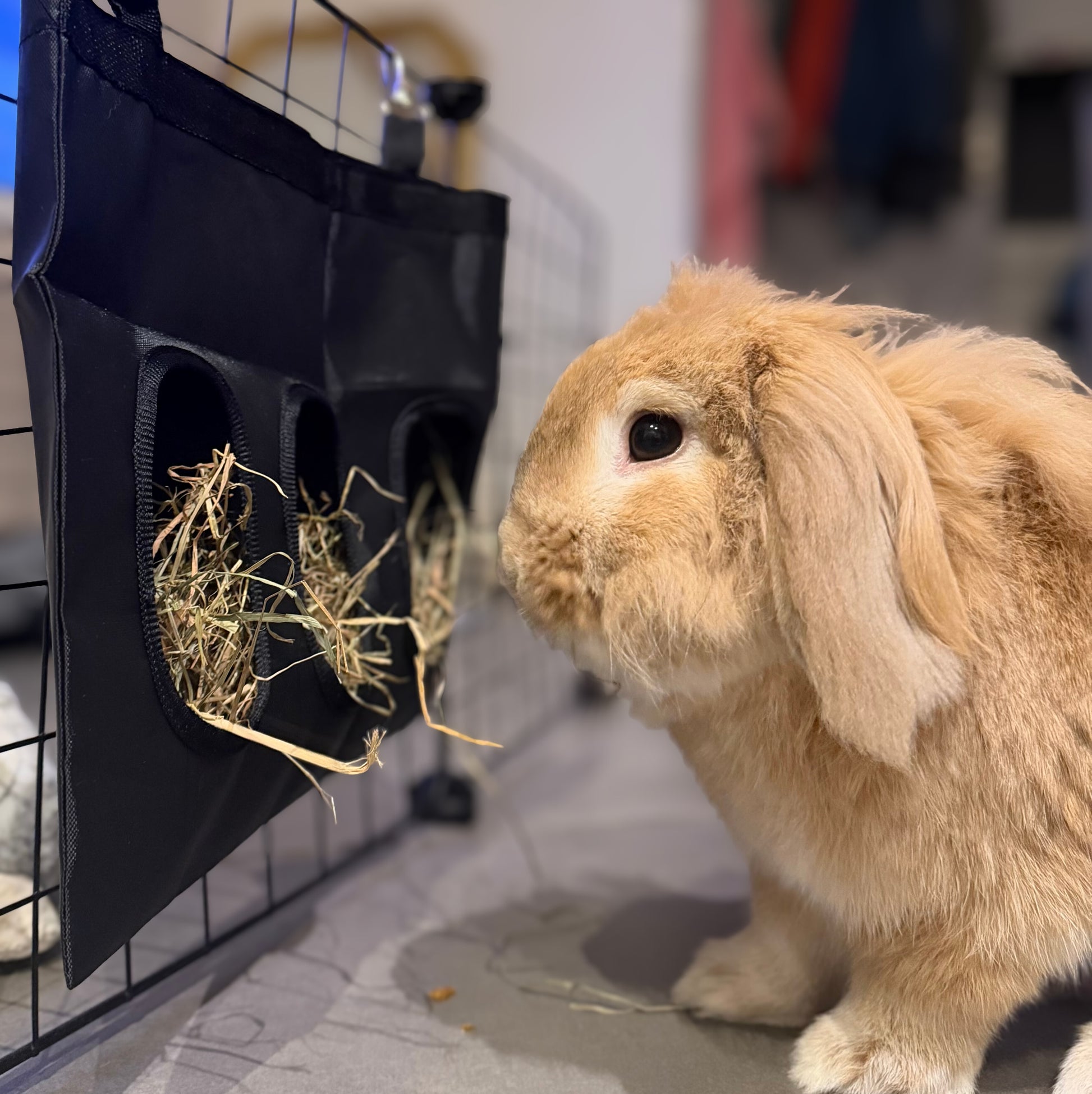 Sac à foin lapin distributeur pratique et propre accessoire cage
