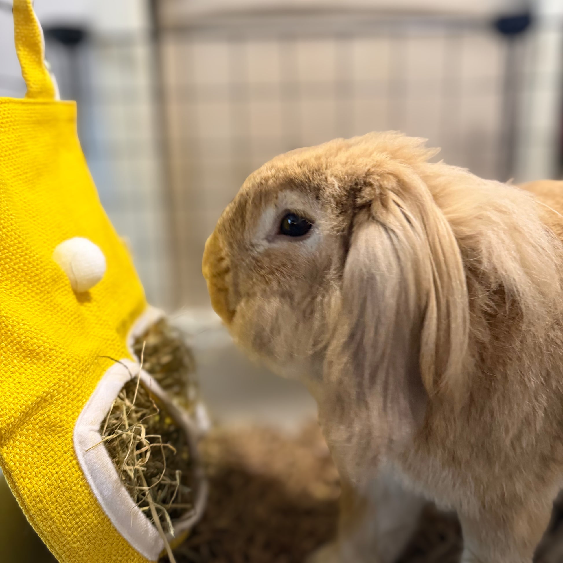 Sac à foin lapin distributeur pratique et propre accessoire cage
