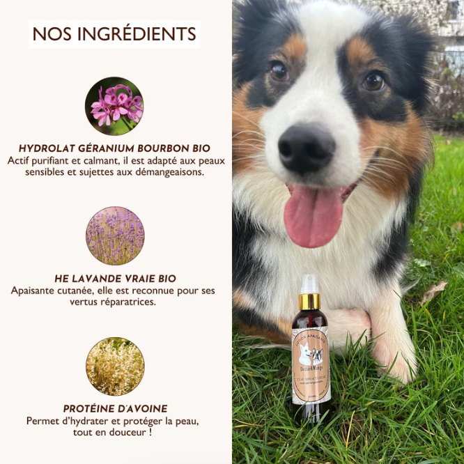 Spray anti-démangeaisons chien soulagement immédiat
