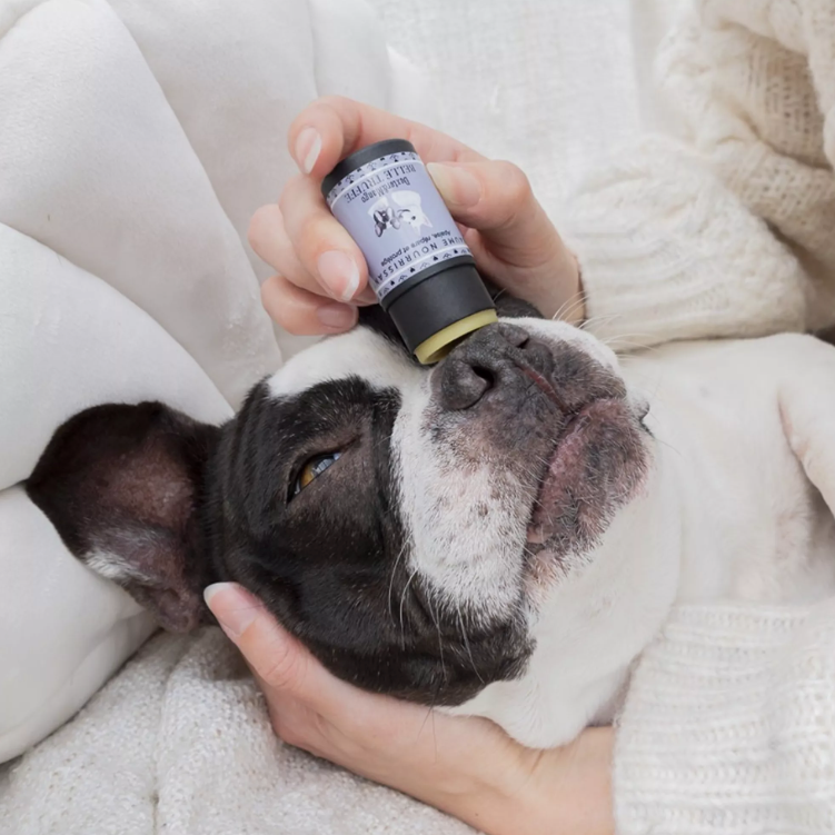 Stick soin truffe chien format pratique application facile
