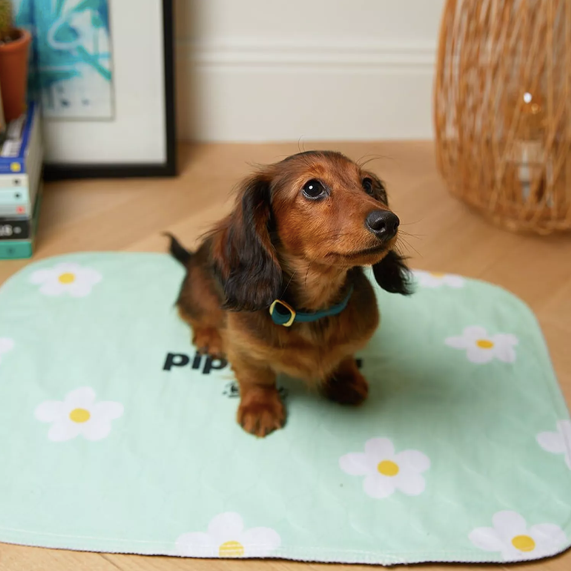Tapis pipi chiot réutilisable écologique apprentissage propreté
